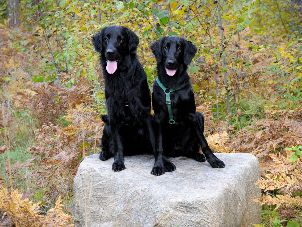 smooth coat retriever